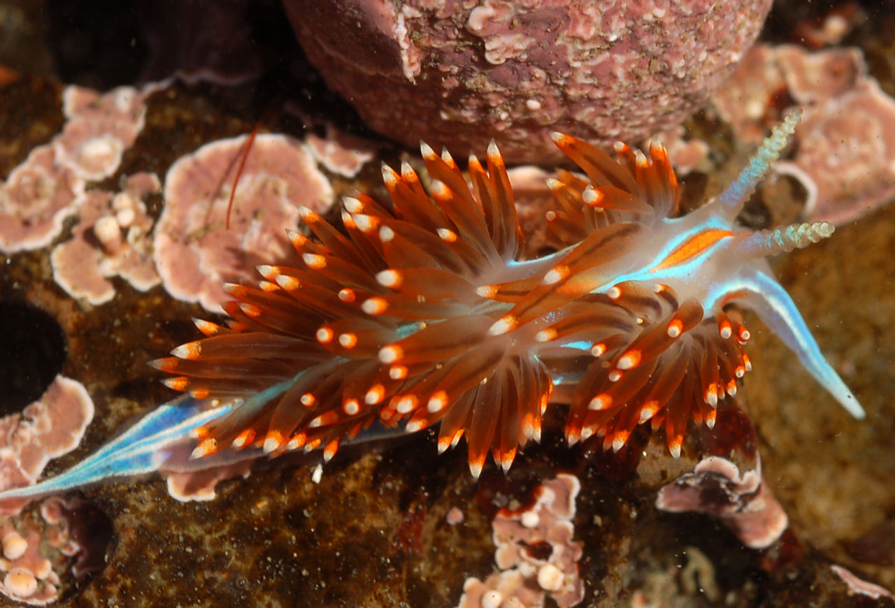 Hermissenda crassicornis